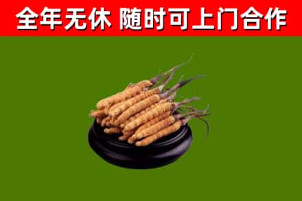 大石桥回收冬虫夏草